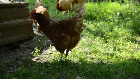 A brown hen walks through green grass in a sunny outdoor farm area Stockbeeldmateriaal 343344543