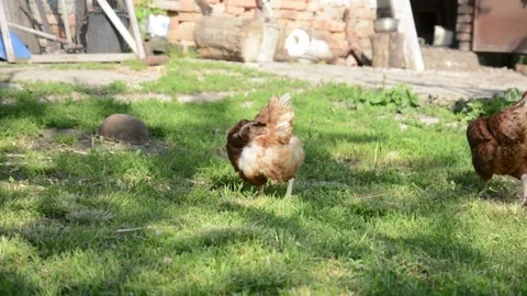 A brown hen walks through green grass in a sunny outdoor farm area Видео 343344680