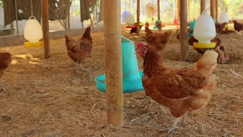 Brown hens, Chickens flock in the egg farm agriculture industry Stock Footage 287718235