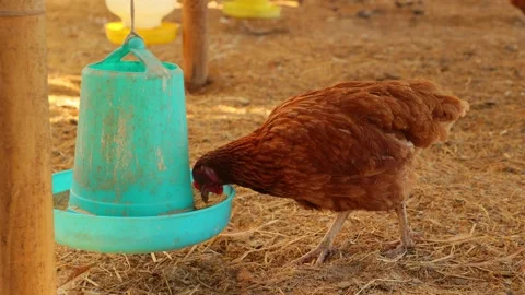 Brown hens, Chickens flock in the egg farm agriculture industry Stock Footage 287718263