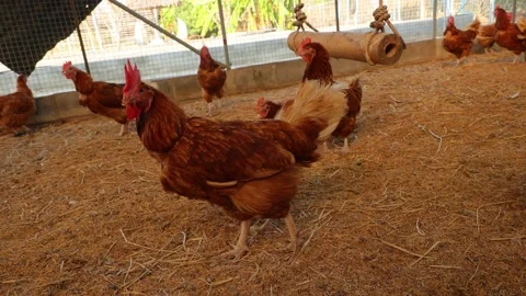 Brown hens, Chickens flock in the egg farm agriculture industry Stock Footage 287718454