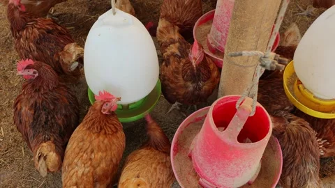 Brown hens, Chickens flock in the egg farm agriculture industry Stock Footage 287718707