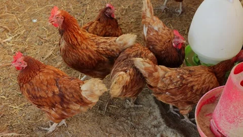 Brown hens, Chickens flock in the egg farm agriculture industry Stock Footage 287719020