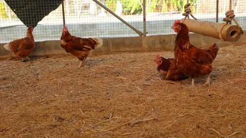 Brown hens, Chickens flock in the egg farm agriculture industry Stock Footage 287719271