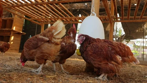 Brown hens, Chickens flock in the egg farm agriculture industry Stock Footage 287721001