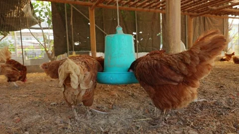 Brown hens, Chickens flock in the egg farm agriculture industry Stock Footage 287721020