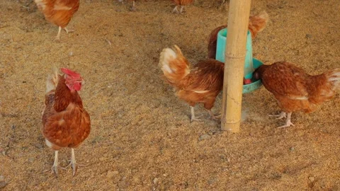 Brown hens, Chickens flock in the egg farm agriculture industry Stock Footage 287721084