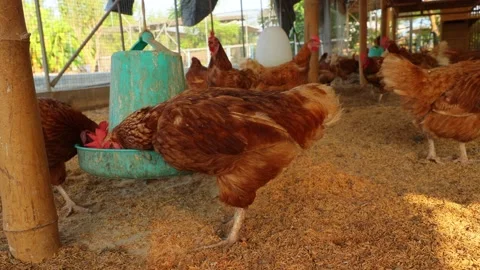 Brown hens, Chickens flock in the egg farm agriculture industry Stock Footage 287722061
