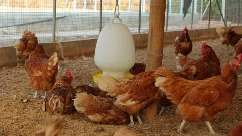Brown hens, Chickens flock in the egg farm agriculture industry Stock Footage 287723517
