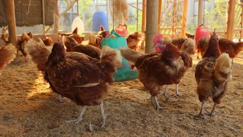 Brown hens, Chickens flock in the egg farm agriculture industry Stock Footage 287723780