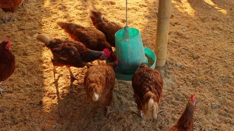 Brown hens, Chickens flock in the egg farm agriculture industry Stock Footage 287723983