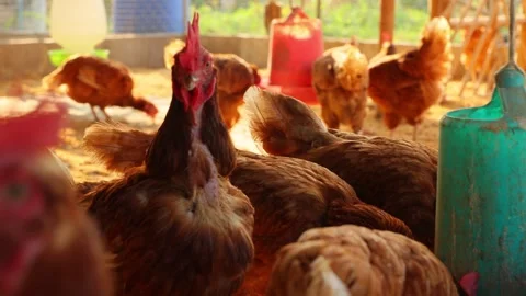 Brown hens, Chickens flock in the egg farm agriculture industry Stock Footage 287724003