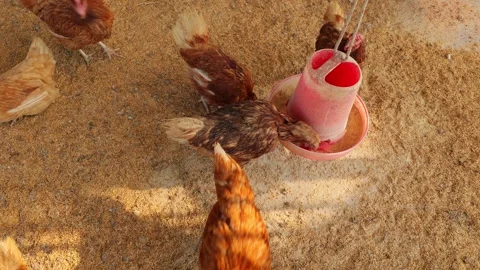 Brown hens, Chickens flock in the egg farm agriculture industry Stock Footage 287724533
