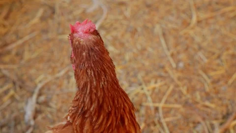 Brown hens, Chickens flock in the egg farm agriculture industry Stock Footage 287725200