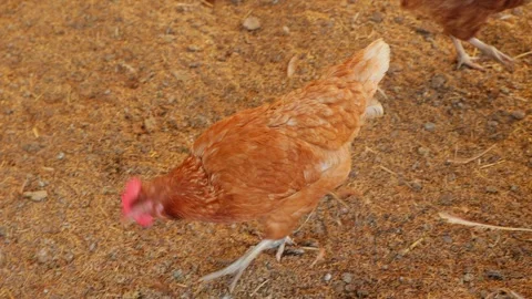 Brown hens, Chickens flock in the egg farm agriculture industry Stock Footage 287725712