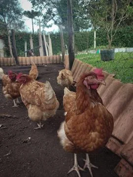 Brown hens in a coop. Stock Photos