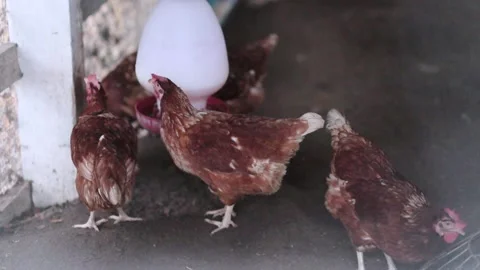 Brown Hens Eating Feed in Chicken Coop Stock Footage 344038724