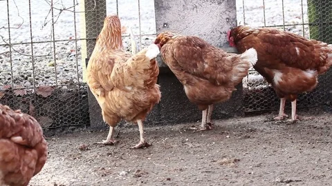 Brown hens feeding and drinking Video stock 72238919