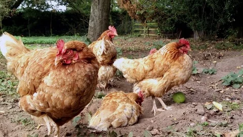 Brown hens feeding and drinking in summertime Vídeo Stock 72380184