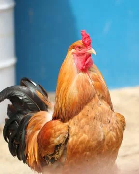 Brown hens with focus on head. Stock Photos