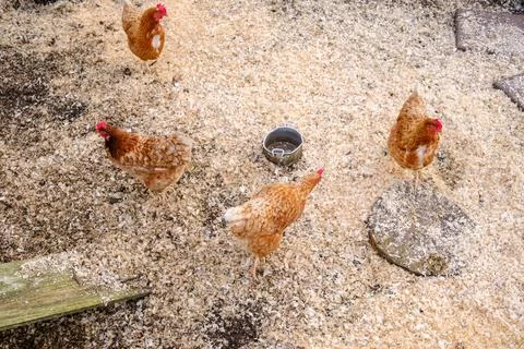 Brown hens foraging in a rustic chicken coop, engaging in natural scavengin.. Stock Photos