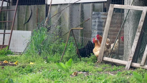 Brown hens walking and pasturing on green grass in rustic backyard Stock Footage 325619068