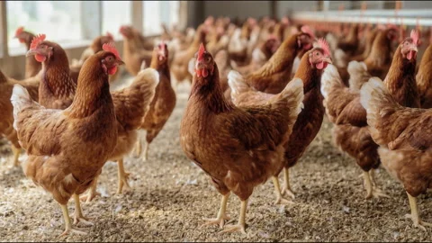 Brown hens walking on littered poultry house floor Stockbeeldmateriaal 337135831