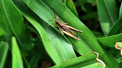 Brown herbivorous Stock Photos