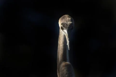Brown heron Stock Photos