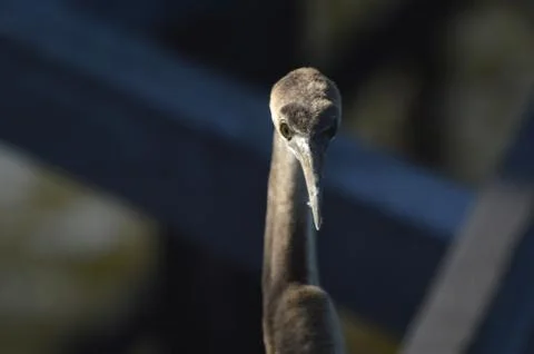 Brown heron Stock Photos