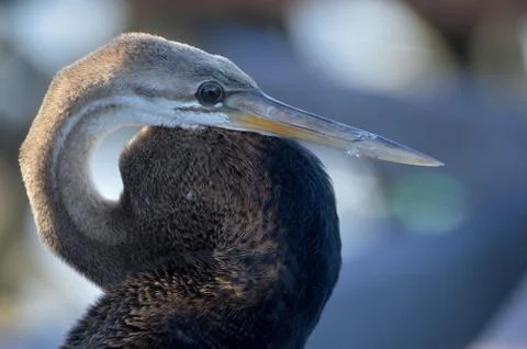 Brown heron Foto stock