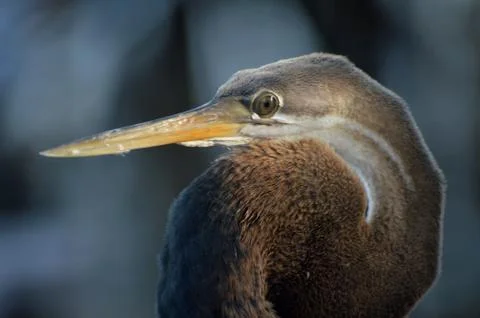 Brown heron Stock Photos