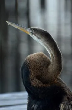 Brown heron 库存照片