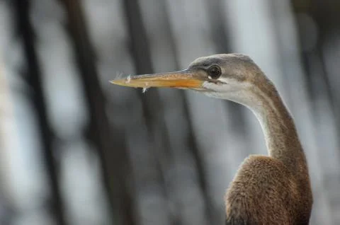 Brown heron 库存照片