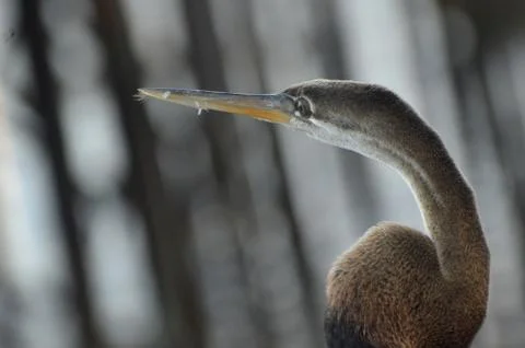 Brown heron 写真素材