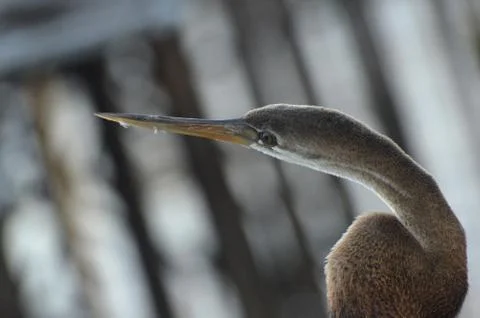Brown heron 写真素材