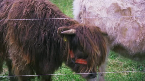 Brown highland calf is standing in a paddock behind electric fence. Close Up. Stock Footage 132190061