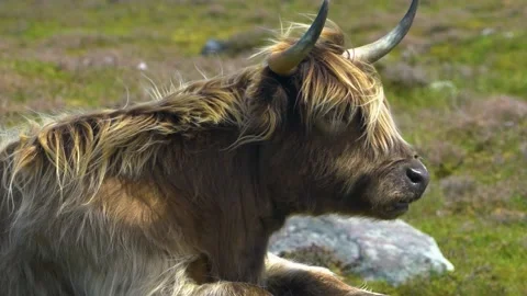 A Brown Highland Cattle is Chewind the Cud, Day, Portrait Stock Footage 157828983