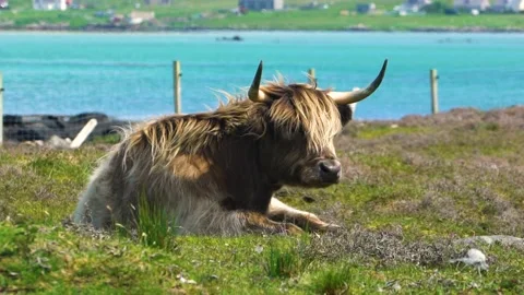 A Brown Highland Cattle is Lying on Grass in a Hot Day, Scotland Stock Footage 157483136