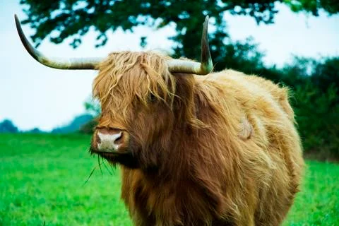 Brown Highland Cow Stock Photos