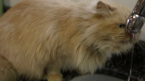 Brown Himalayan cat drinking water directly from a kitchen tap Stockbeeldmateriaal 105821745