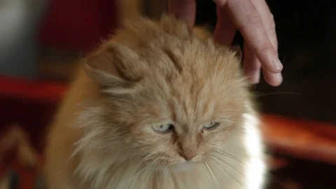 Brown himalayan cat inside a home next to man hand stroking it Видео 105821758