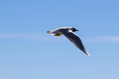 Brown-hooded gull in flight Kadettangen Norway Stock Photos