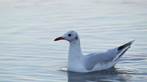 Brown-Hooded Gull Floating on Calm Water at Dawn, Lake Llanquihue, Close-Up Shot Stock Footage 337377510