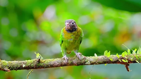 Brown hooded parrot perching on mossy jungle tree branch in lush tropical Stock Footage 343696257