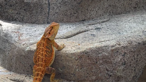 Brown Horned lizard on the surface of the rock 스톡 동영상 87721933
