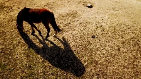 Brown horse and his shadow eating grass on mountain desert environment, DRONE Stock Footage 89832453