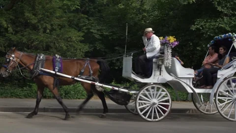 Brown Horse and White Carriage Go Up Hill in Central Park Next to Cyclist Stock Footage 246777580