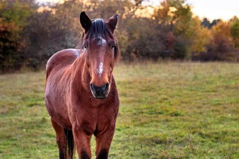 Brown horse on an autumn colored pasture looking into camera Stock Photos