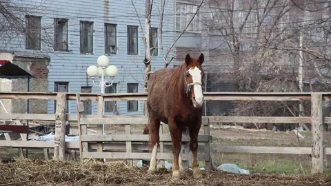 Brown horse on the background of an old building Vídeos de archivo 237359891